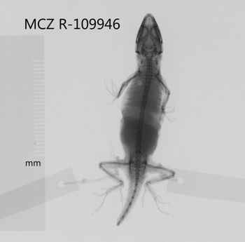 Media type: image;   Herpetology R-109946 Aspect: dorsoventral x-ray